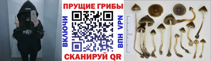 Псилоцибиновые грибы GOLDEN TEACHER  Ковров 